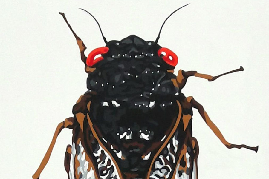 Sound the Alarm! Cicadas are Back